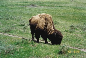 Buffalo Yellowstone